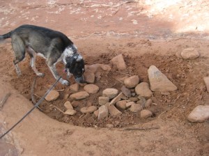 Bongo and the Missing Puddle