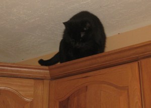 Scratchy on the cabinets