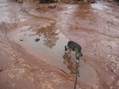 Bongo in his favorite puddle