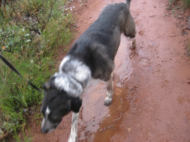 Bongo in a puddle and mud