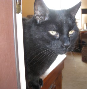 Scratchy at the Door