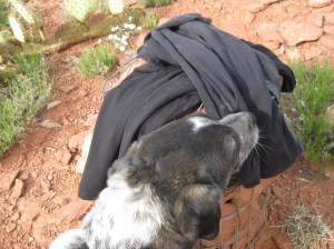 Bongo sniffing clothes on the trail