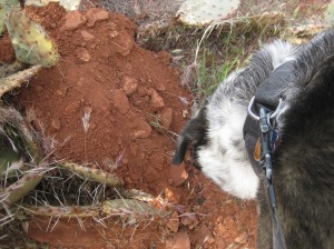 Bongo Sniffing a Dirt Pile