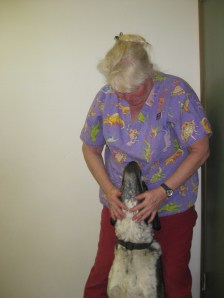 Bongo getting love from the vet technician