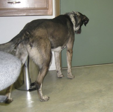 Bongo waiting at the door