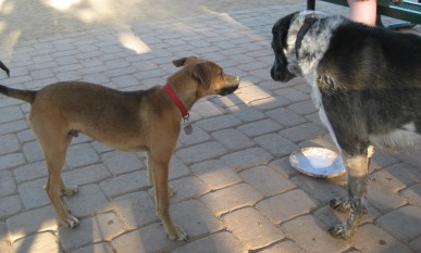 Baxter and Bongo looking at the Frisbee