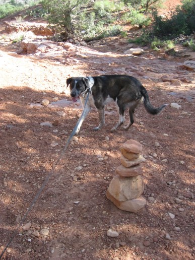 Bongo and Rock Pile Bongo looking at the rock pile