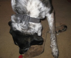 Bongo with Toy Snake