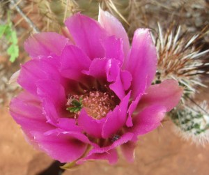 Cactus Flower Cactus Flower