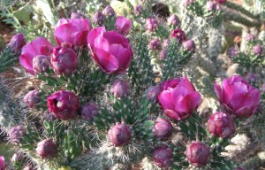 Pink Cholla Flowers
