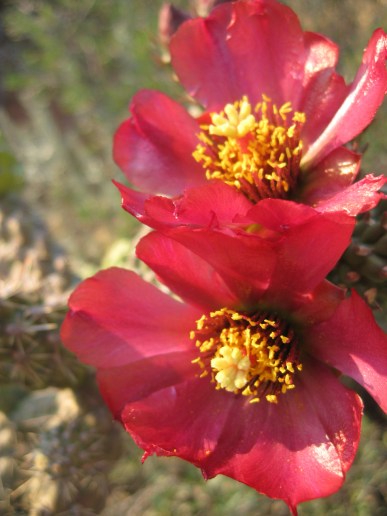Cholla Red Red Cholla Flowers