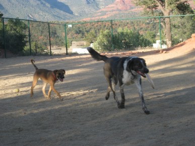 Baxter Following Bongo