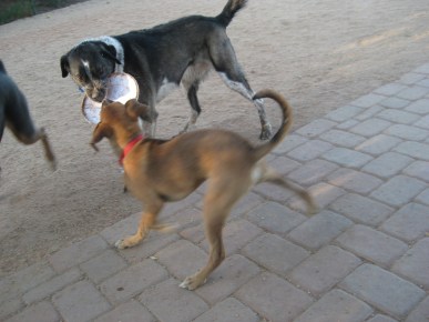 Baxter Grabbing Bongo's Frisbee