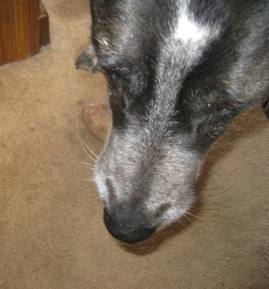 Hiding Potato Bongo covering up a potato