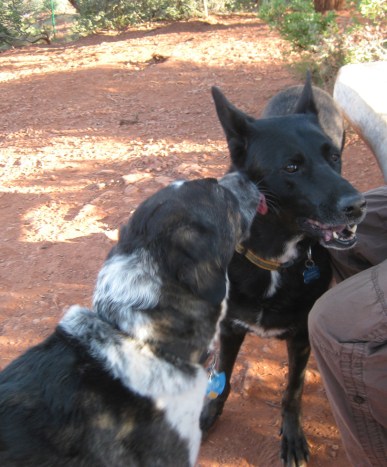 Bongo Kissing LeighLa