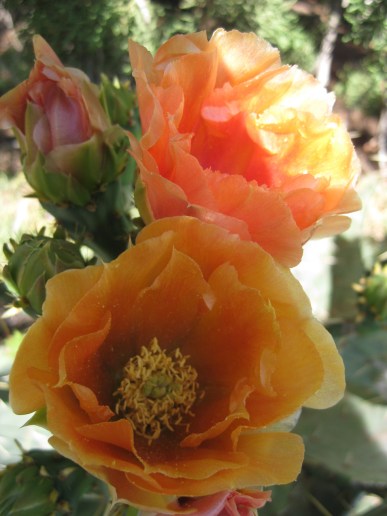 Orange Prickly Pear Blossoms