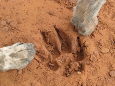 Paw Print and Paws Bongo's Paws Next to Paw Print