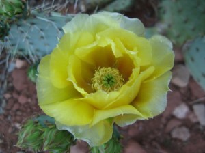 Prickly Pear Blossom