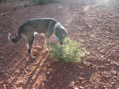 Bongo Sniffing a Bush