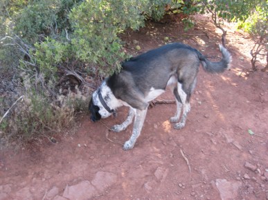 Bongo Sniffing Bushes