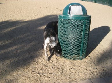 Bongo Sniffing a Garbage Can