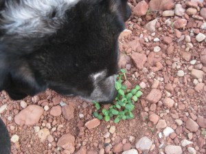 Bongo Sniffing Sunflower Sprouts