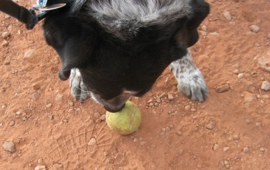 Sniffing Tennis Ball Bongo Sniffing a Tennis Ball