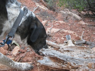 Termite Log Bongo Sniffing a Termite Log
