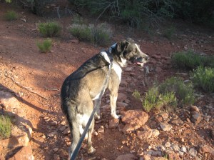 Bongo heading to the wash