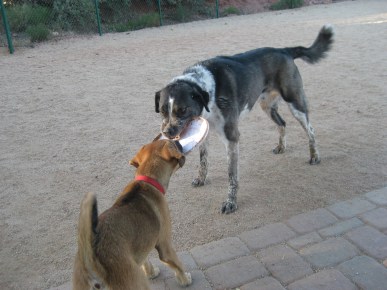 Baxter and Bongo playing Tug o War with the Frisbee