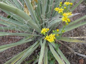 Yucca with Yellow Flowers