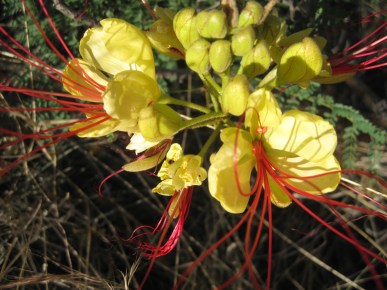 Bird of Paradise close up Bird of Paradise