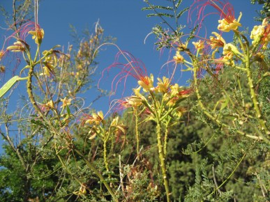 Bird of Paradise Bird of Paradise
