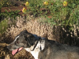 Bongo and Bird of Paradise