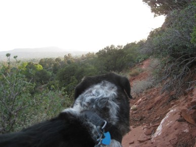 Bongo Looking at the Smoke