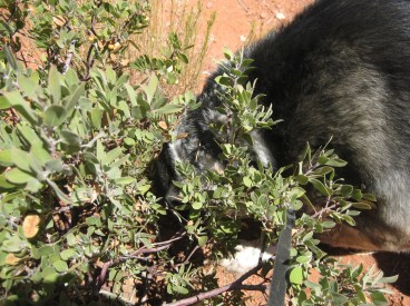 Bongo sniffing inside a manzanita bush