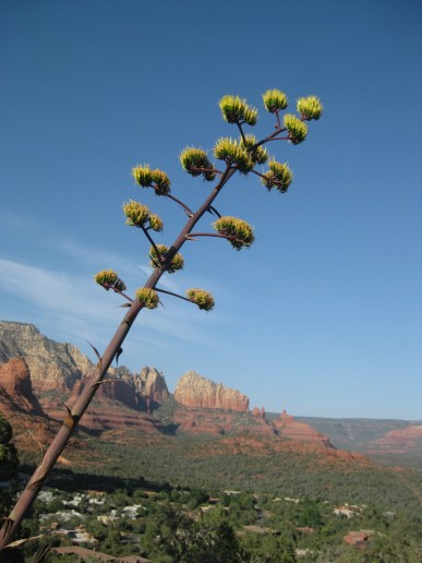 Yellow Century Plant