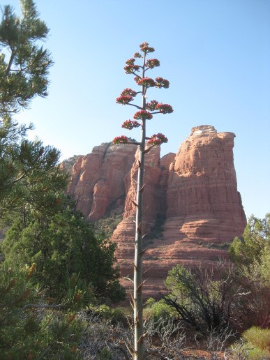 Century Plant in front of Coffee Pot Rock