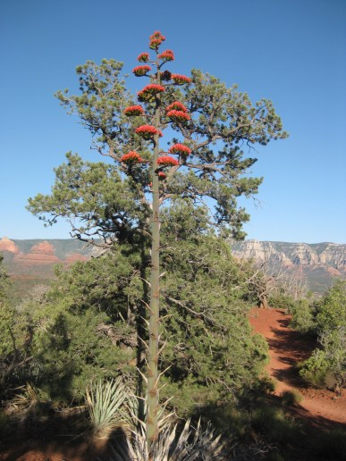 Century Plant in front of a Pine Tree