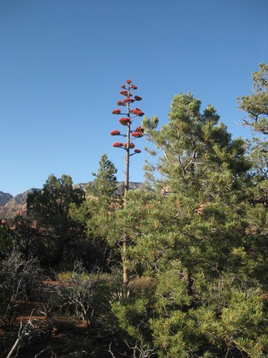 Century Plant Among the Pine Trees