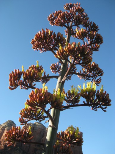 Close up of Red and Yellow Century Plant