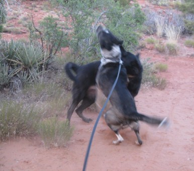 Bongo and LeighLa Dancing