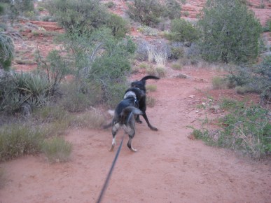 Bongo and LeighLa dancing