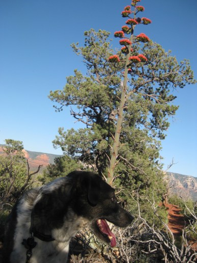 Front of Century Plant Bongo in front of a century plant