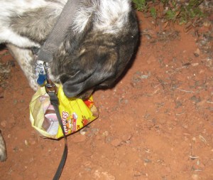 Bongo checking out litter