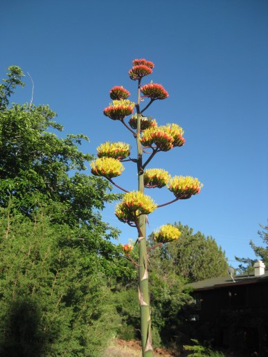 Neighborhood Century Plant Century Plant