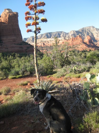 No Century Plant Here Bongo in front of a century plant