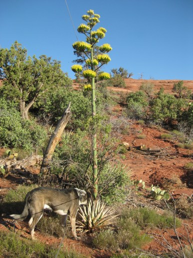 Nose in Century Plant Bongo's nose in a century plant