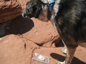 Teabag on the ground and Bongo with his nose in a crack in the rock