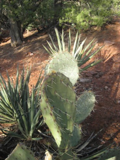 Agave and Prickly Pear Prickly Pear Cactus